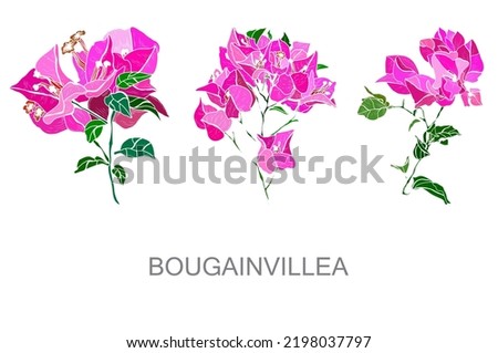 Decorative hand drawn bougainvillea flowers, design elements. Can be used for cards, invitations, banners, posters, print design. Floral background