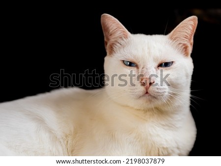 Portrait of a beautiful cat with white fur with blue eyes. Looked at the camera and squinting. On a black background. This is an outside photo.