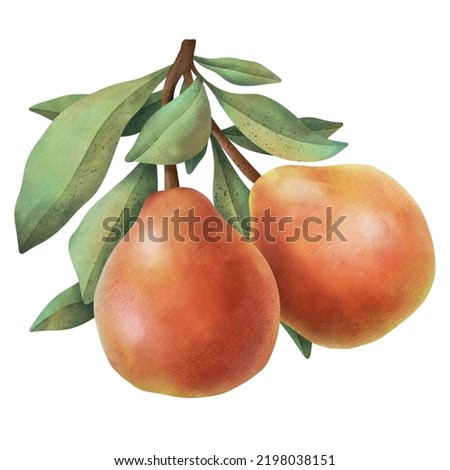 Fresh ripe red yellow honey pear fruits with green leaves. Hand drawn watercolor illustration, isolated on white background