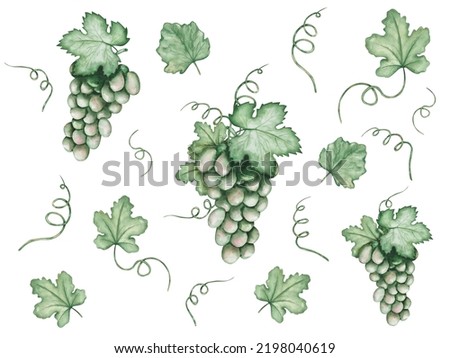 Watercolor illustration of hand painted green grapes. Vine with green leaves and tendrils. Autumn harvest of sweet fruits and beries. Isolated on white food clip art for Thanksgiving cards, prints