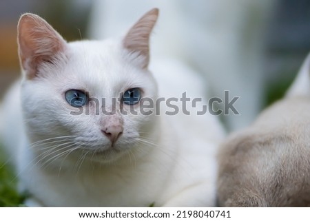 Portrait of a beautiful cat with white fur with blue eyes. Looking somewhere. With blurred background. It is an outside photo.