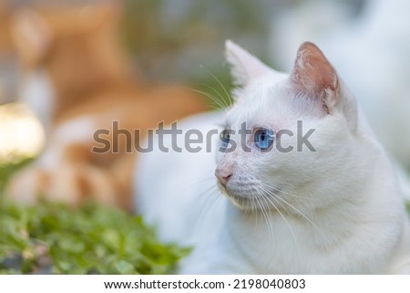 Portrait of a beautiful cat with white fur with blue eyes. Looking somewhere. With blurred background. It is an outside photo.
