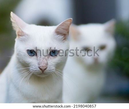 Portrait of a beautiful cat with white fur with blue eyes. Looking at the camera. Against the blurred background of another cat. This is an outside photo.