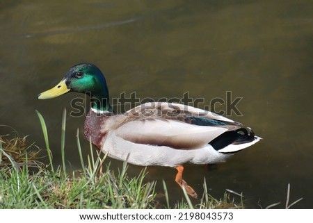 Drake on the river. Duck with a green head.