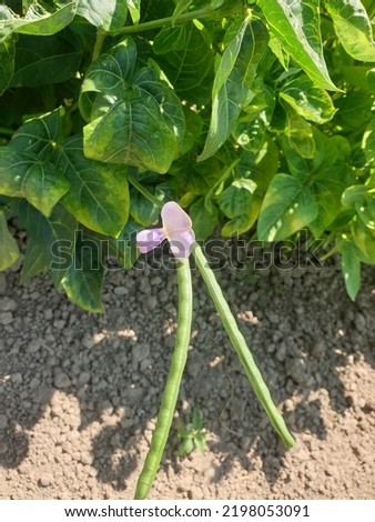 The cowpea (Vigna unguiculata) flower and bean