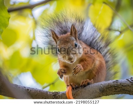The squirrel sits on tree with carrot in the autumn. Eurasian red squirrel, Sciurus vulgaris. Portrait of a squirrel in autumn