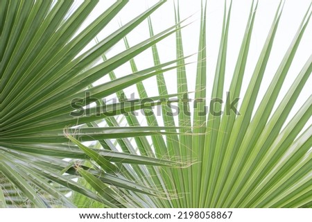 Palm tree leaves close up against clear blue sky. Floral background