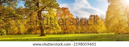 Beautiful view of the meadow with trees on it in autumnal park in sunny day.