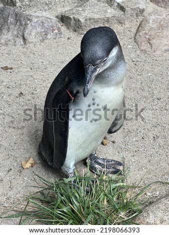 A little small lovely penguin ￼