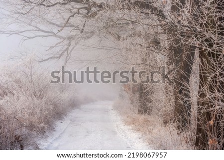 Winter, snowy and frosty morning, alley of old oaks