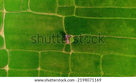 Aerial view of rice fields, Aceh, Indonesia.