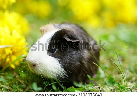 Guinea pig in grass and yellow flowers
