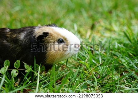 Guinea pig in grass and yellow flowers