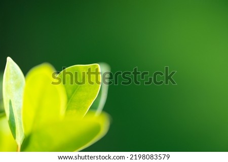 abstract stunning green leaf texture, tropical leaf foliage nature green background.