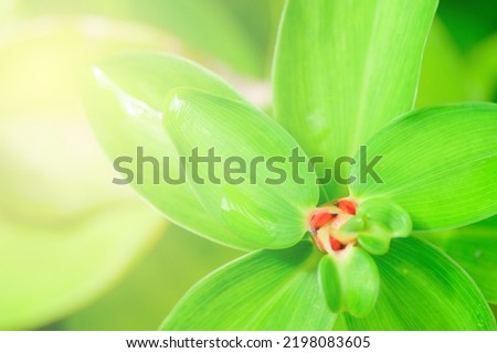 Concept nature view of green foliage on blurred greenery background, sunlight with copy space using as background natural green leaf plants landscape, ecology, fresh banner wallpaper concept.