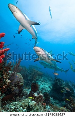 Caribbean reef sharks by coral reef in the blue sea water.
