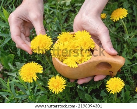 Human hands collects dandelion flowers in a wooden mug among the meadow of blowball, close-up, Taraxacum officinale, selected focus. Phytotherapy, herbal medicine, drug plant, herbalist concept. Royalty-Free Stock Photo #2198094301