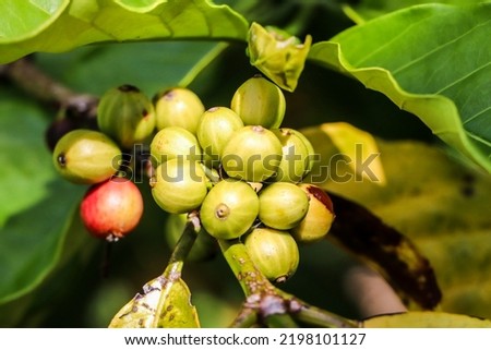 selective focus of coffee cherries in the garden with soft focus in the background.