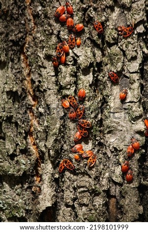 Pyrrhocoris apterus. Bug-soldier, wingless red-bug on the tree. a colony of bedbugs on a tree trunk.