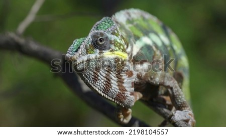 Сhameleon sits on a tree branch, licks his lips and looks around. Panther chameleon (Furcifer pardalis). Front side, Close-up Royalty-Free Stock Photo #2198104557