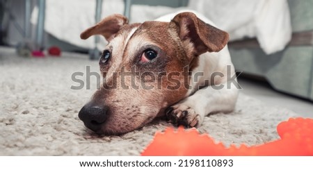 Tired sad dog jack russell terrier lying on carpet next red toy. Pets care concept. Royalty-Free Stock Photo #2198110893