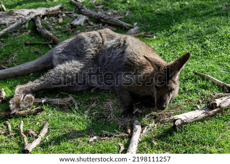 Wallaby on a sunny day. Wallaby in a nature reserve. A Wallaby is resting under the sun