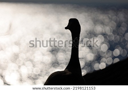 Silhouette image of a Canada goose at Lake Ontario.