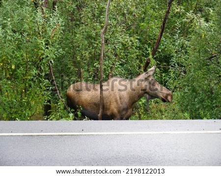 Picture of a moose standing by the road near Seward, Alaska
