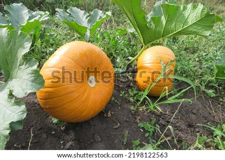 Two large orange pumpkins close-up lying on the ground. Green leaves and blue sky.                      