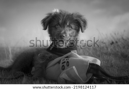 black and white portrait of a happy puppy with a flower in his head