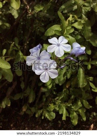 Plumbago auriculata better known by its common names: blue jasmine, embeleso, malacara, matchmaker, Isabel second, blue plumbago, Cape plumbago and sky jasmine. Plumbaginaceae.