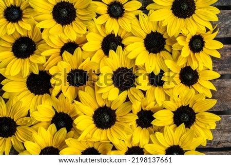 Small sunflower background. Several sunflower heads are placed on a wood, crate background.
