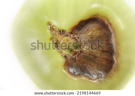 Top view of blossom end rot disease on tomato. Isolated unripe roadster tomato with rotten brown section from lack of calcium. White background. Selective focus. Royalty-Free Stock Photo #2198144669