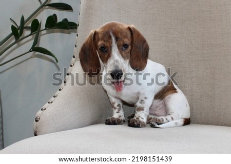 A brindle and piebald miniature dachshund puppy breed. He has brown, floppy ears and a white chest. He is sitting on an arm chair with his tongue hanging out.