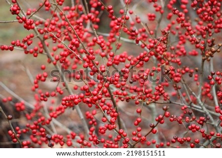 The branches of a Winterberry Holly Bush in the Winter. The branches of the bush have no leaves but are covered in beautiful, bright red berries. Royalty-Free Stock Photo #2198151511