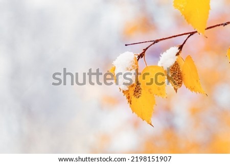 Yellow leaves and catkins of birch tree covered first snow. Winter or late autumn scene, beautiful nature frozen leaf on blurred background, it is snowing. Natural environment branches of tree closeup Royalty-Free Stock Photo #2198151907