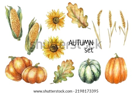 Thanksgiving Autumn clip art. Watercolor autumn illustration set of leaves, sunflowers, corn, pumpkins and wheat. Farm harvest. Thanksgiving hand drawn elements.