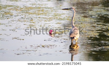 Little egret is preparing for breakfast on the lake, selective focus