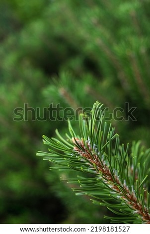 New shoot with young cone on a spruce tree on a blurry background. Photo with copy space for cards, posters and screen wallpapers