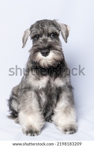 funny cute Miniature Schnauzer puppy dog portrait. White-gray schnauzer dog sits on a white background, vertical frame. Sad puppy.
