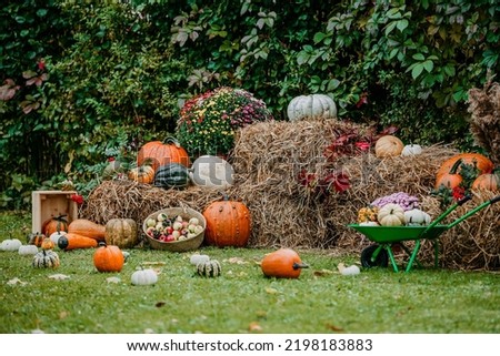 a lot of big and small pumpkins