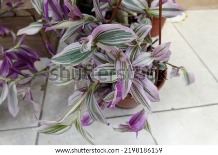 Wandering Jew, Wandering Dude, Inch Plant, Spiderwort or Tradescantia Zebrina plant flowers. Pink purple violet leafs. telgraf çiçeği Royalty-Free Stock Photo #2198186159