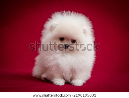 Very fluffy puppy poses for a photo. The breed of the dog is the Pomeranian