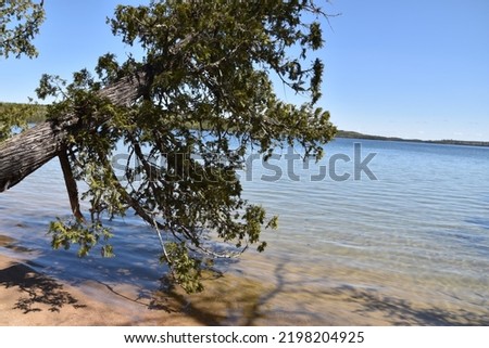 Tree Falling In Ontario Lake