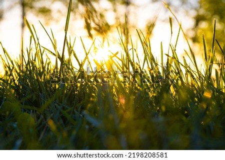 Grasses and sunset sunrays. Grasses or crops or lawns at sunset. Carbon neutral concept photo. Selective focus.