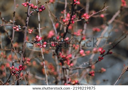 Macro flower buds. Branches in red buds. Bud break in spring. Royalty-Free Stock Photo #2198219875