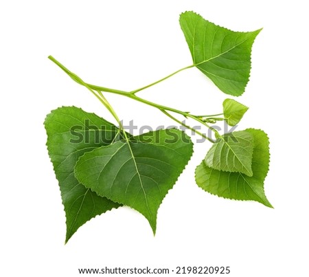 Black poplar branch isolated on white background Royalty-Free Stock Photo #2198220925