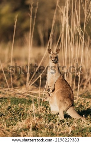 Eastern Grey Kangaroo standing in a field.
