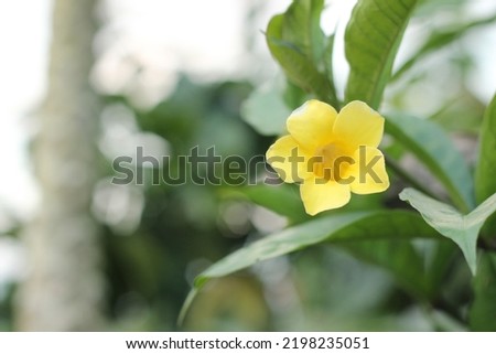 closeup of a plant with yellow flowers on a bokeh background 