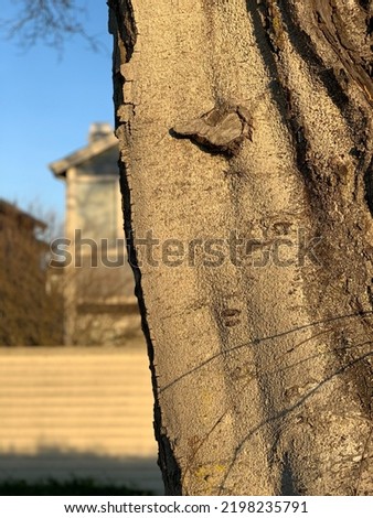Tree trunk image. Photo of tree trunk with bright sunlight and blurred house against blue sky in the background. 